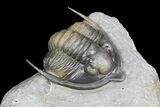 Diademaproetus Trilobite - Multi-Colored Shell #92925-4